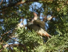 Conirostrum tamarugense