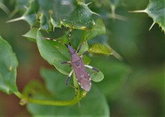 Dicranocephalus albipes