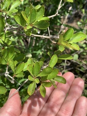 Crataegus pyracanthifolia