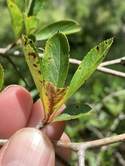 Crataegus pyracanthifolia
