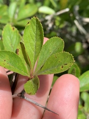Crataegus pyracanthifolia