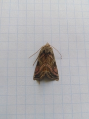 Euchalcia variabilis