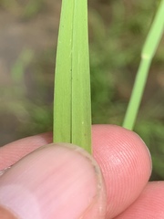 Glyceria acutiflora
