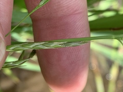 Glyceria acutiflora