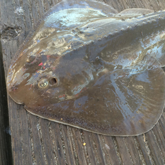 Thornback photo 4