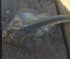Thornback photo 5