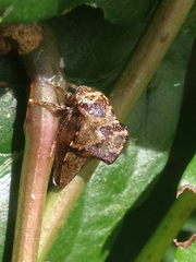 Telamona ampelopsidis