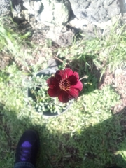 Cosmos atrosanguineus