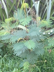 Paraserianthes