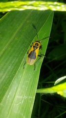 Chauliognathus distinguendus