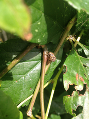 Telamona ampelopsidis