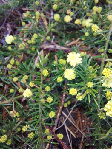 Image of Acacia aculeatissima by (c) graeme lunt, some rights reserved (CC BY)