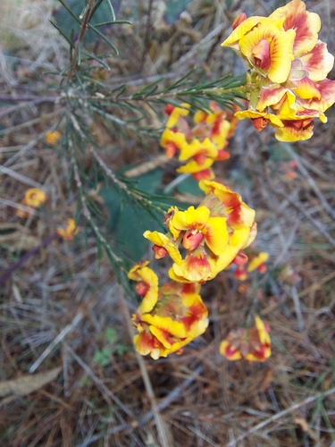 Image of Dillwynia cinerascens by (c) graeme lunt, some rights reserved (CC BY)
