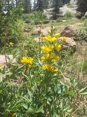 Thermopsis montana