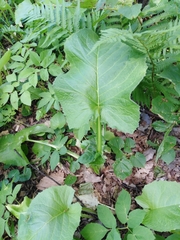 Cicerbita macrophylla uralensis