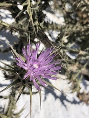 Galactites tomentosus