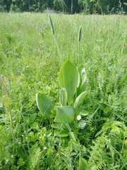 Plantago maxima