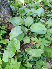 Cicerbita macrophylla uralensis