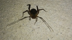 Erginulus subserialis