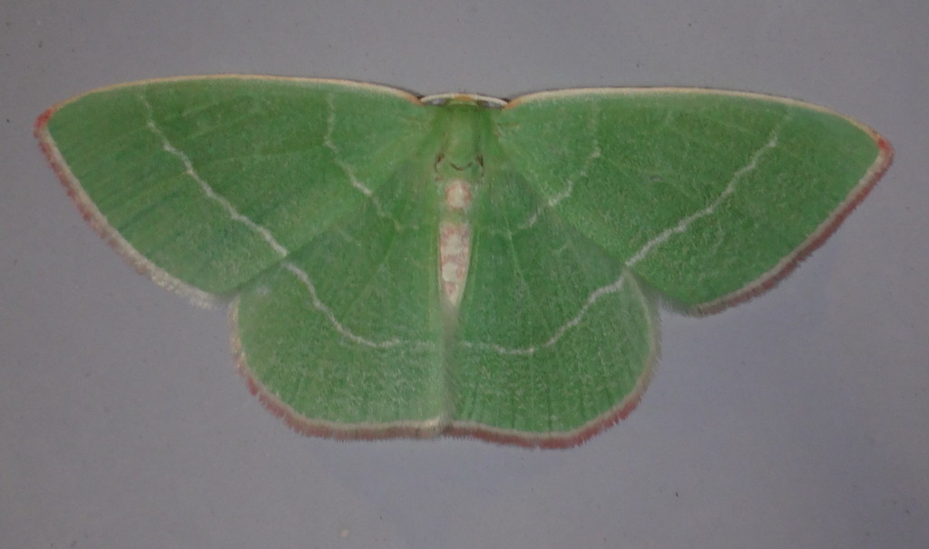 Red-fronted Emerald