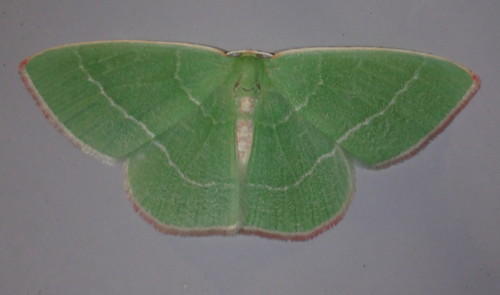 Nemoria rubrifrontaria (Packard, 1873)