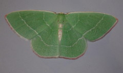 Nemoria rubrifrontaria