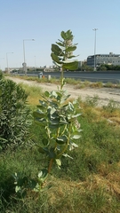 Calotropis procera