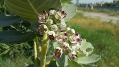 Calotropis procera