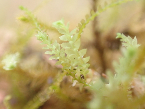 Image of Douinia ovata by no rights reserved