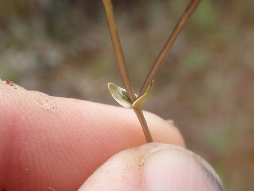 Image of Gentiana douglasiana by no rights reserved