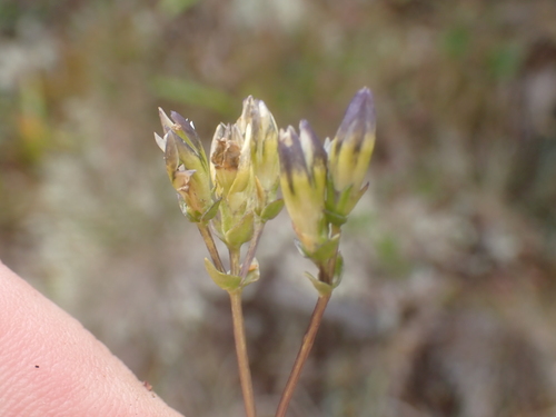 Image of Gentiana douglasiana by no rights reserved