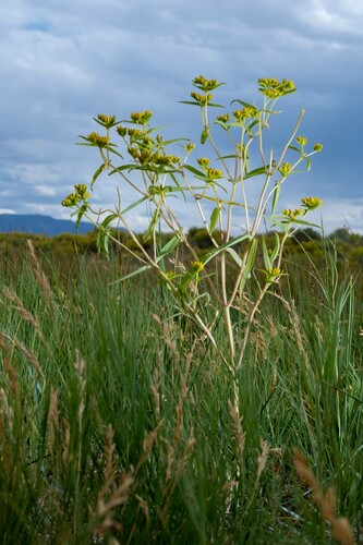Flaveria campestris iNat (1)