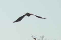 Corvus brachyrhynchos