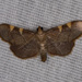 Yellow-fringed Dolichomia Moth - Photo (c) Mark Rosenstein, some rights reserved (CC BY-NC), uploaded by Mark Rosenstein