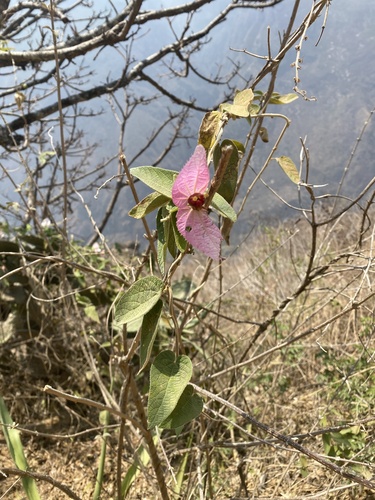 Butterfly Climber (Dalechampia aristolochiifolia)