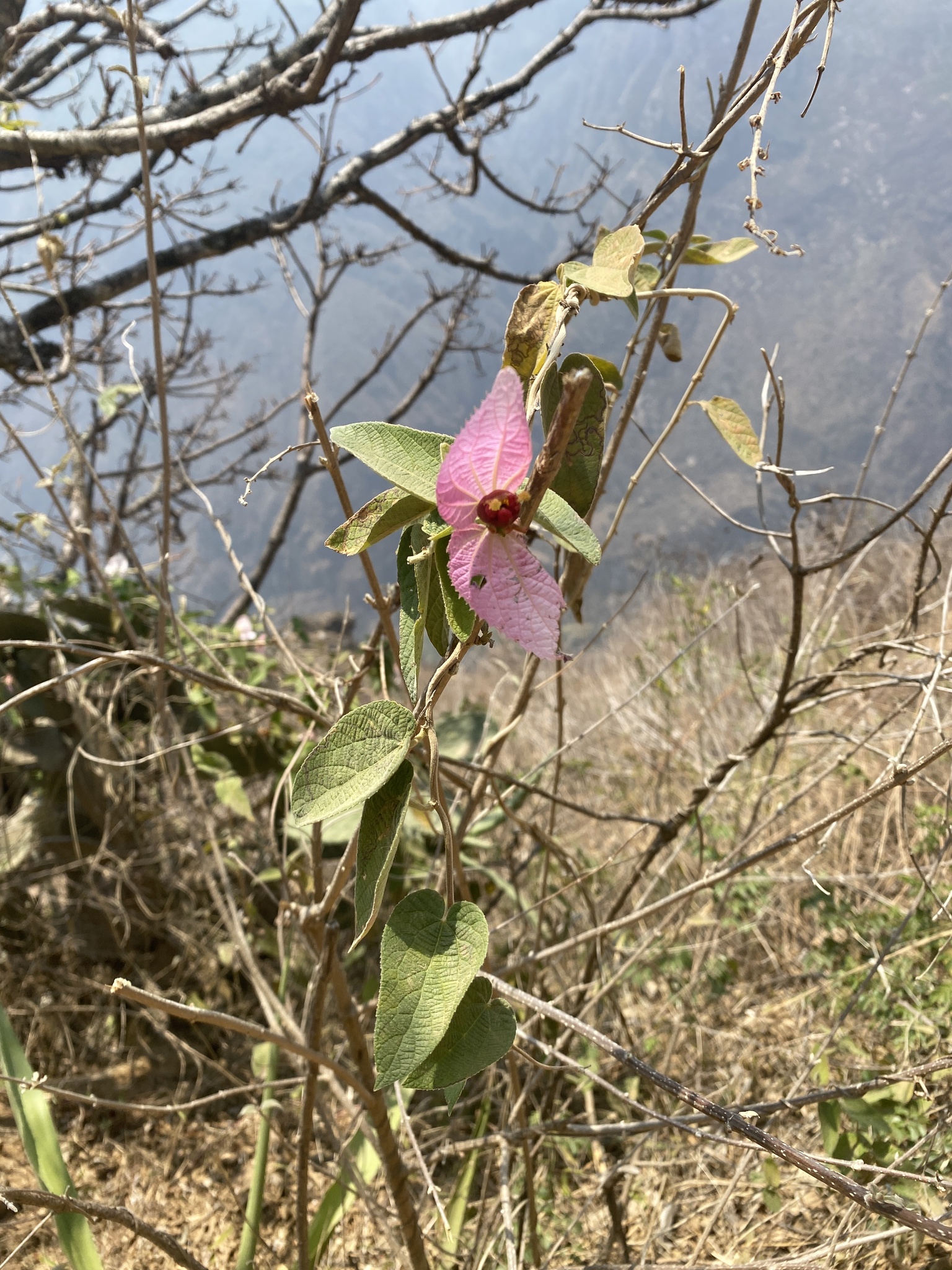 Butterfly Climber (Dalechampia aristolochiifolia)