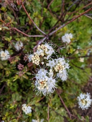 Rhododendron columbianum
