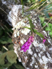 Isochilus carnosiflorus