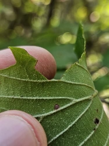 Image of Viburnum scabrellum by (c) Daniel McClosky, some rights reserved (CC BY)