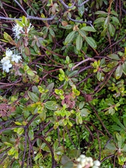 Rhododendron columbianum