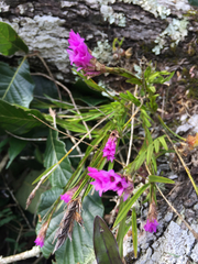 Isochilus carnosiflorus