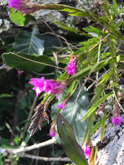 Isochilus carnosiflorus