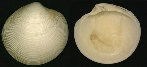 Ponderous Dosinia