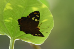 Coladenia indrani