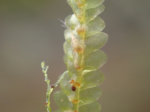 Image of Calypogeia muelleriana by no rights reserved
