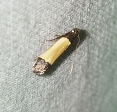 Anacampsis coverdalella