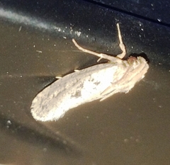 Acrolophus mortipennella