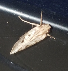 Acrolophus mortipennella