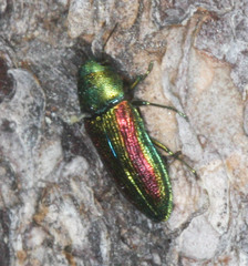 Chrysophana placida