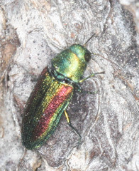 Chrysophana placida